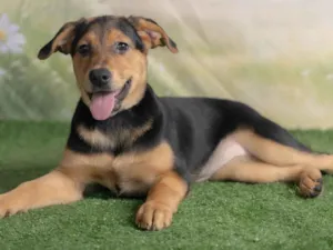 Cachorro raça SRD-ViraLata idade 2 a 6 meses nome Victoria 