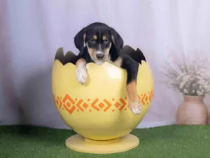 Cachorro raça SRD-ViraLata idade 2 a 6 meses nome Léo 