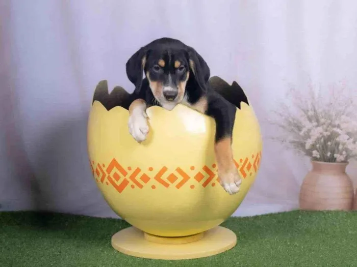 Cachorro ra a SRD-ViraLata idade 2 a 6 meses nome Léo 
