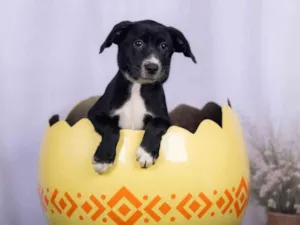 Cachorro raça SRD-ViraLata idade 2 a 6 meses nome Lana