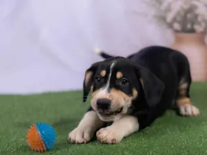 Cachorro raça SRD-ViraLata idade 2 a 6 meses nome Lenne 