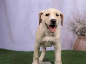 Cachorro raça SRD-ViraLata idade 2 a 6 meses nome Liz