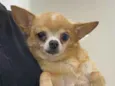 Yoda