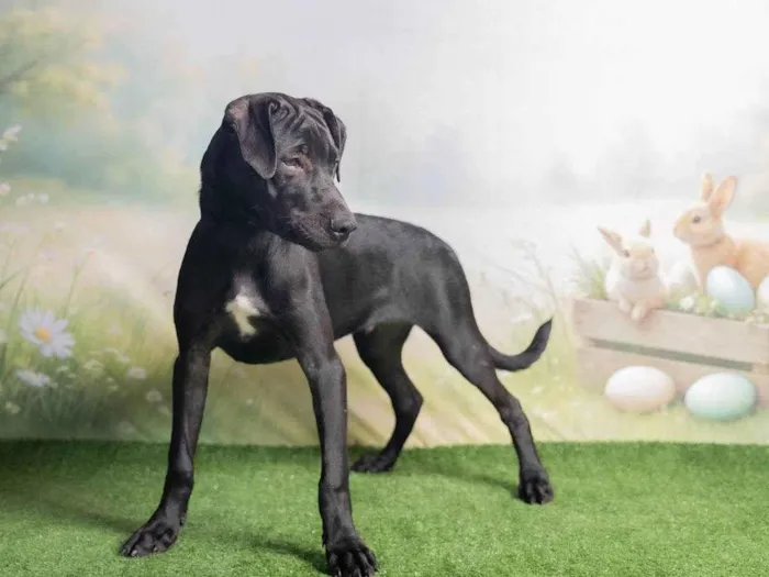 Cachorro ra a SRD-ViraLata idade 2 a 6 meses nome Bento 