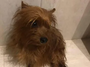 Cachorro raça Yorkshire idade 2 anos nome Toddy 