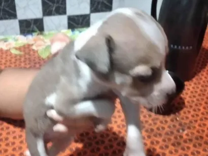 Cachorro raça Labrador idade 2 a 6 meses nome Duck