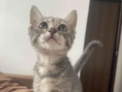 Gato raça SRD-ViraLata idade 2 a 6 meses nome Ellie 