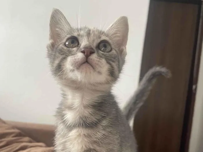 Gato ra a SRD-ViraLata idade 2 a 6 meses nome Ellie 