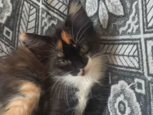 Gato raça SRD-ViraLata idade Abaixo de 2 meses nome pretinha