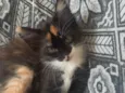 pretinha