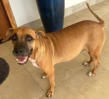 Cachorro ra a SRD-ViraLata idade 5 anos nome Grandona