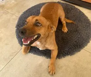 Cachorro ra a SRD-ViraLata idade 2 anos nome Zezinho "Pitico"
