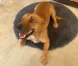 Zezinho "Pitico"