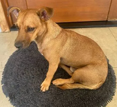 Cachorro ra a SRD-ViraLata idade 2 anos nome Zezinho "Pitico"