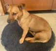 Zezinho "Pitico"