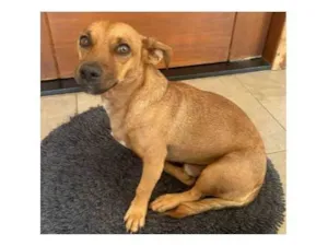Cachorro raça SRD-ViraLata idade 2 anos nome Zezinho "Pitico"