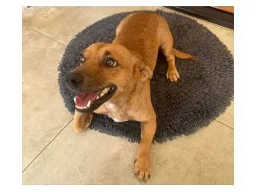 Cachorro ra a SRD-ViraLata idade 2 anos nome Zezinho "Pitico"