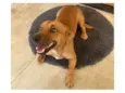 Zezinho "Pitico"