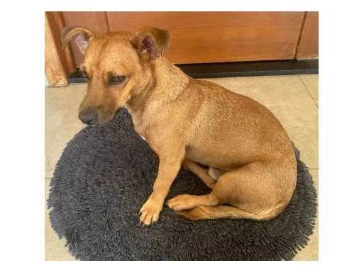 Cachorro ra a SRD-ViraLata idade 2 anos nome Zezinho "Pitico"