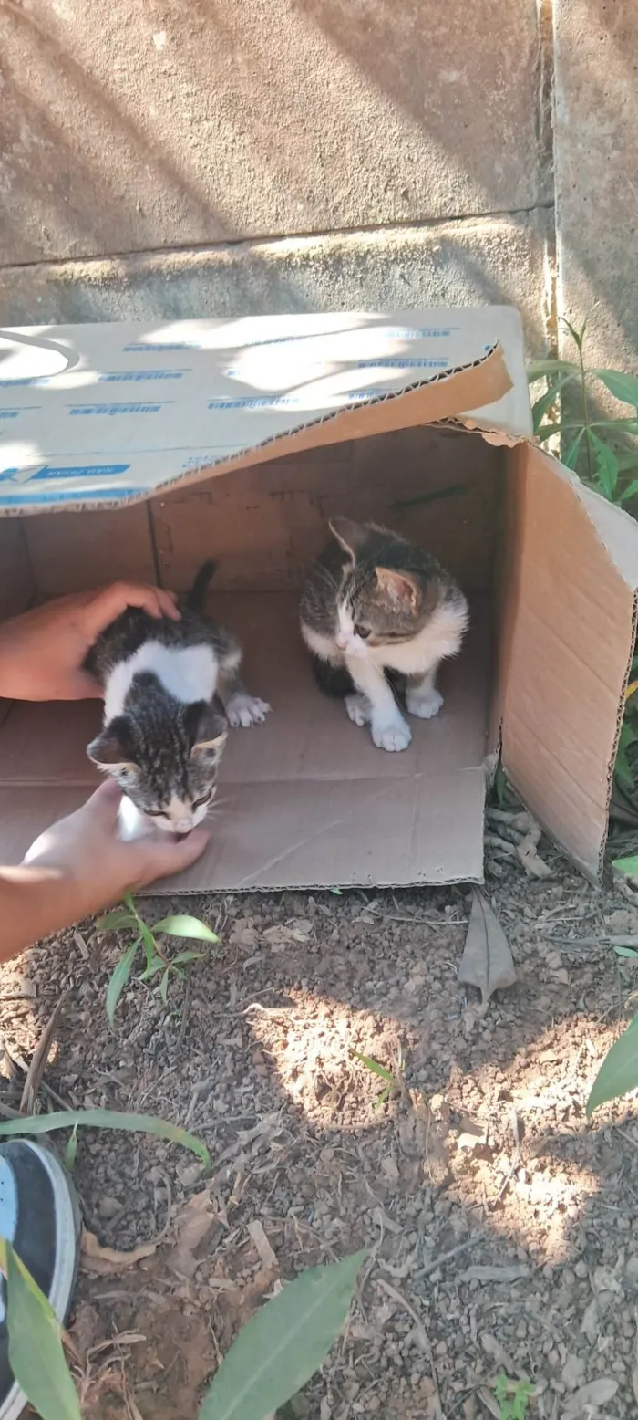 Gato ra a SRD-ViraLata idade Abaixo de 2 meses nome Kleber 