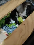 Filhotinhos de gato