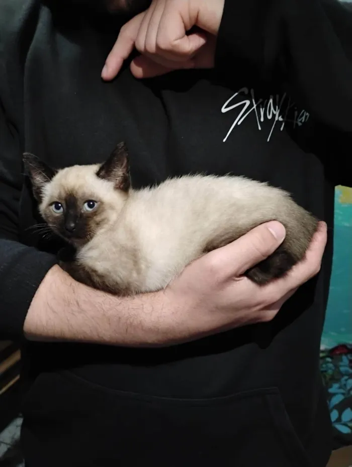 Gato ra a SRD-ViraLata idade Abaixo de 2 meses nome Filhotinhos de gato