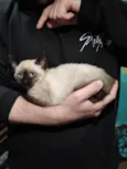 Filhotinhos de gato