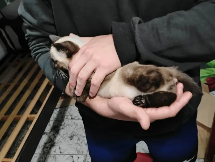Gato ra a SRD-ViraLata idade Abaixo de 2 meses nome Filhotinhos de gato