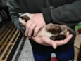 Filhotinhos de gato