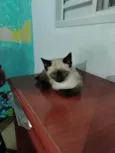 Filhotinhos de gato