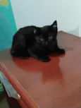 Filhotinhos de gato