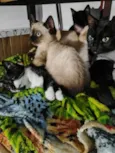 Filhotinhos de gato