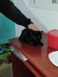 Filhotinhos de gato