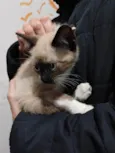 Filhotinhos de gato