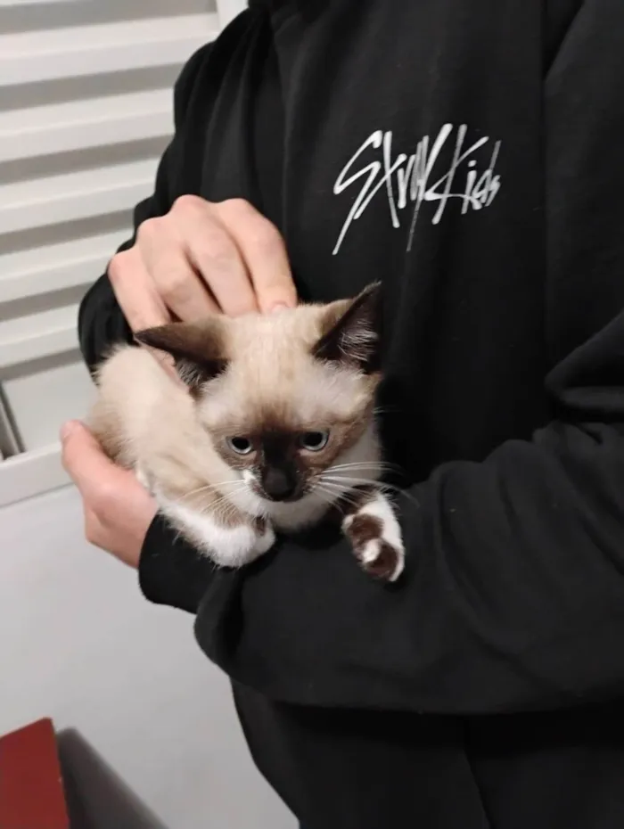 Gato ra a SRD-ViraLata idade Abaixo de 2 meses nome Filhotinhos de gato