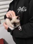 Filhotinhos de gato