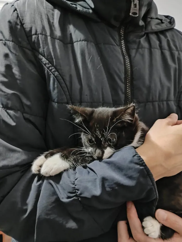 Gato ra a SRD-ViraLata idade Abaixo de 2 meses nome Filhotinhos de gato