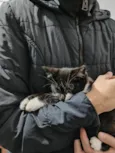 Filhotinhos de gato
