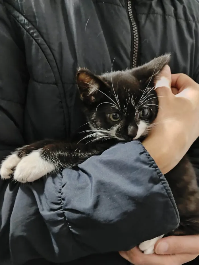 Gato ra a SRD-ViraLata idade Abaixo de 2 meses nome Filhotinhos de gato