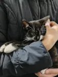 Filhotinhos de gato