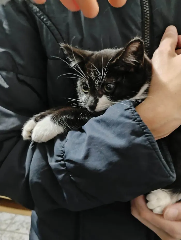 Gato ra a SRD-ViraLata idade Abaixo de 2 meses nome Filhotinhos de gato