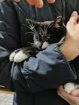 Filhotinhos de gato