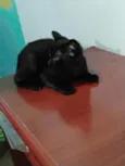 Filhotinhos de gato