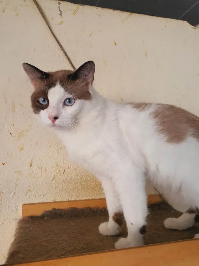 Gato ra a SRD-ViraLata idade 2 anos nome Thales