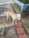 Caramela