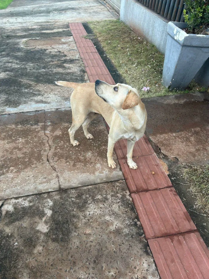 Cachorro ra a SRD-ViraLata idade 2 anos nome Caramela
