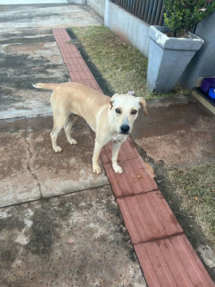 Cachorro ra a SRD-ViraLata idade 2 anos nome Caramela
