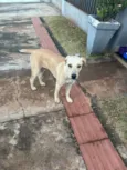 Caramela