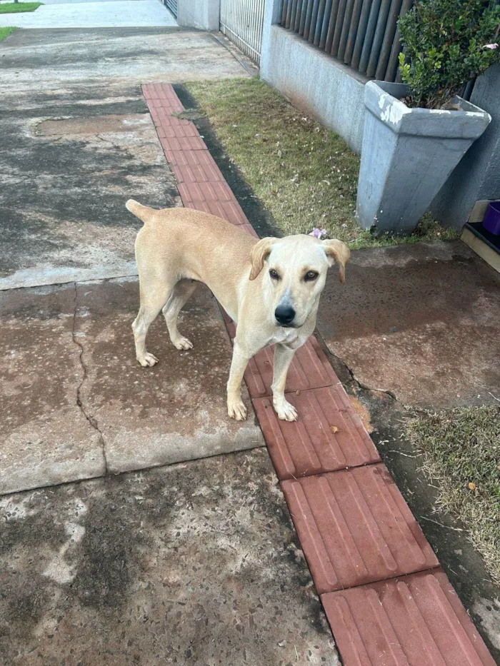Cachorro ra a SRD-ViraLata idade 2 anos nome Caramela