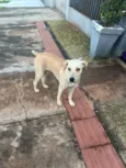 Caramela